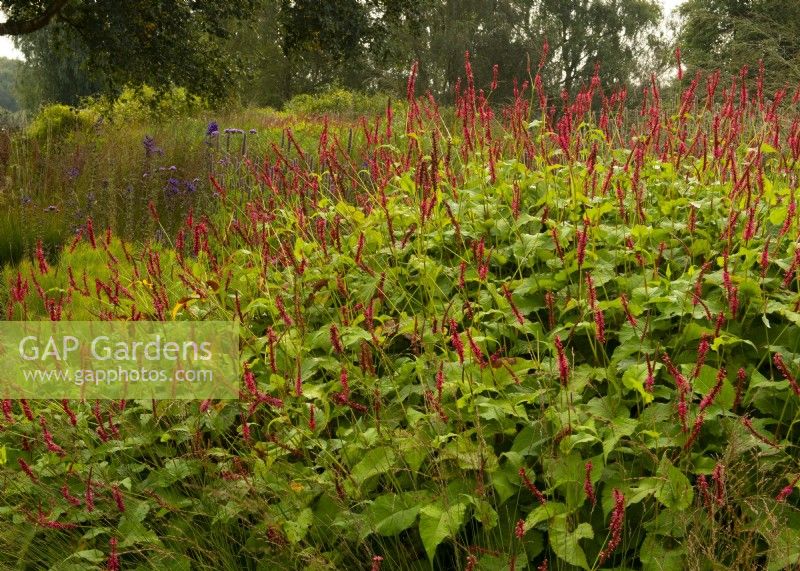 A border of Persicaria amplexicaulis  'Firedanse' - Knotweed - in the Oudolf field in the Millennium Garden at Pensthorpe Natural Park.