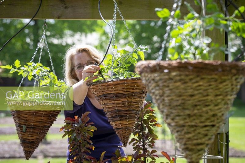Putting up a tomato hanging basket and attaching an automatic watering system