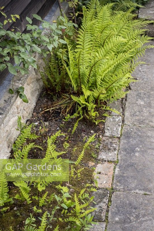 Dryopteris affinis, Golden Male Fern and Polypodium vulgare in foreground