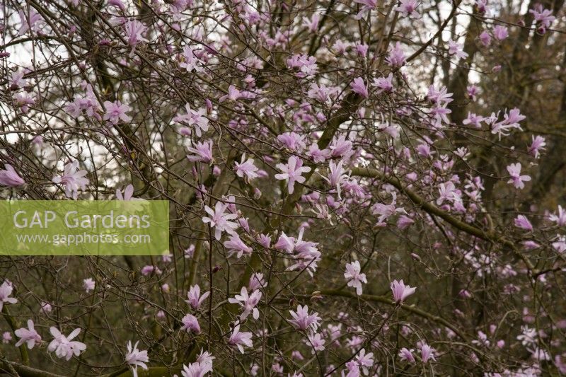 Magnolia 'Leonard Messel' at Thenford Gardens and Arboretum, Thenford, Banbury, Oxfordshire, UK