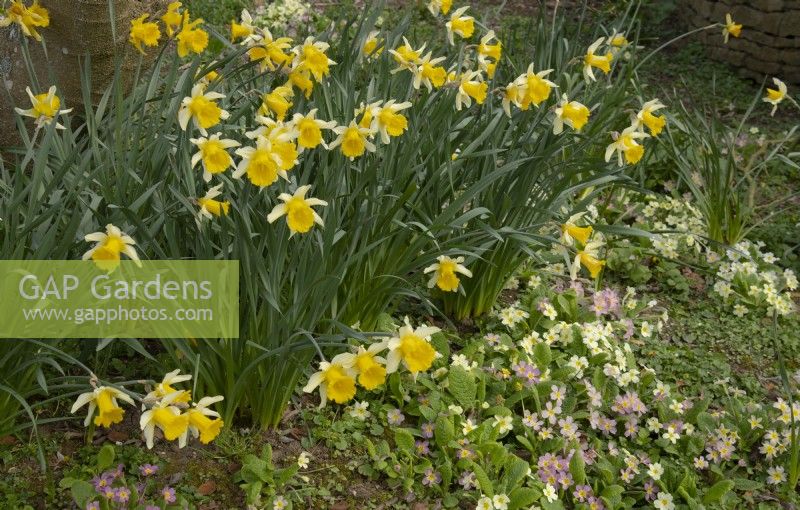 Narcissus and Primroses -Primula in Thenford Gardens and Arboretum, Thenford, Banbury, Oxfordshire, UK