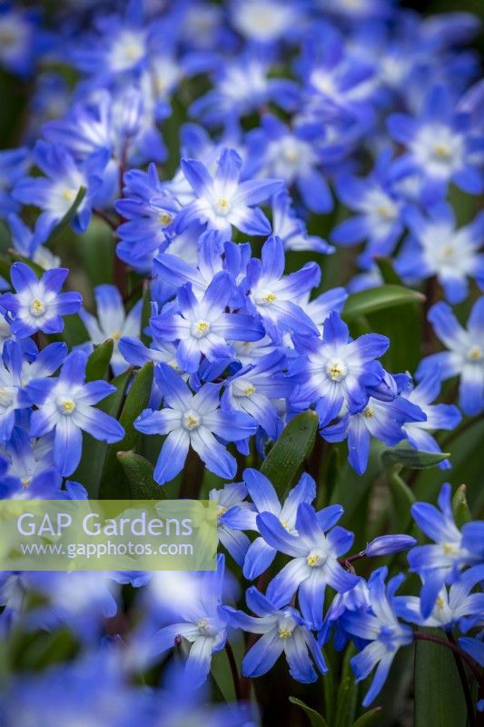 Scilla 'Blue Giant' syn. Chionodoxa forbesii 'Blue Giant' - Glory of the Snow, Squill