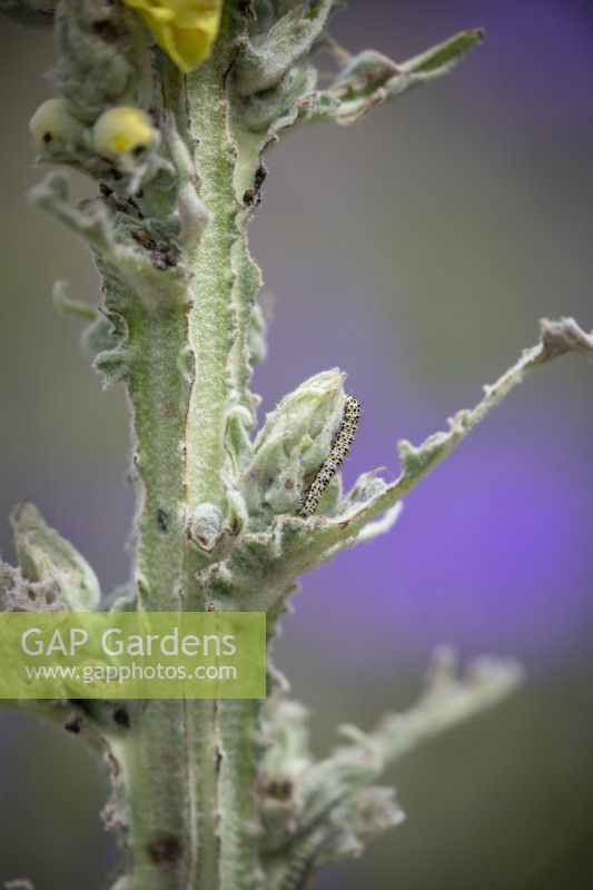 Mullein moth caterpillars -  Cucullia verbasci - damaging the foliage of Verbascum olympicum