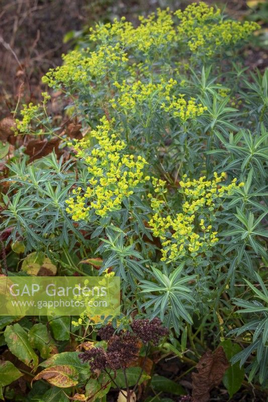 Euphorbia margalidiana AGM - Margadiles Islet spurge