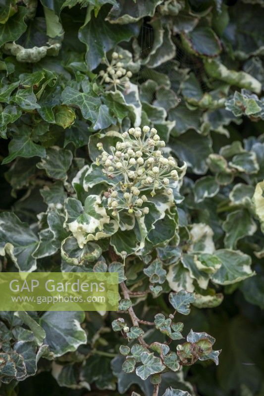 Hedera helix 'Curvaceous'. Ivy