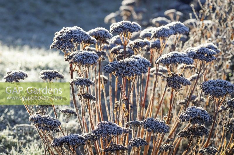 Frost on the seedheads of Sedum Herbstfreude Group 'Herbstfreude' syn. Sedum spectabile 'Autumn Joy', Sedum 'Indian Chief' - Stonecrop