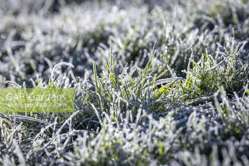 Frosted blades of grass on a lawn in winter