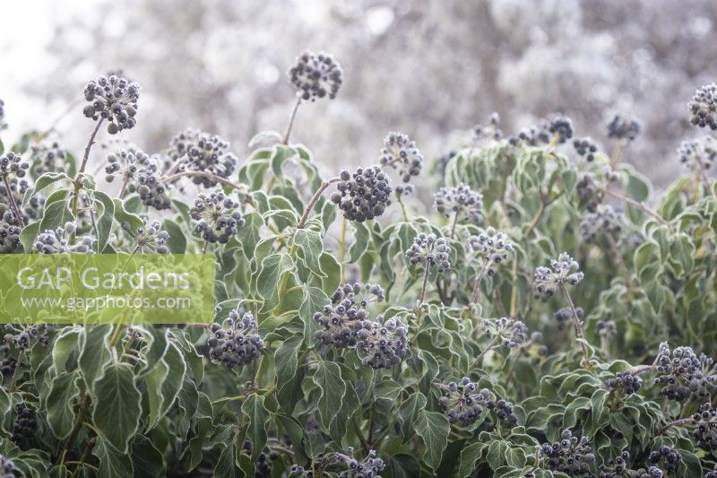 Hedera helix - Ivy - berries in winter