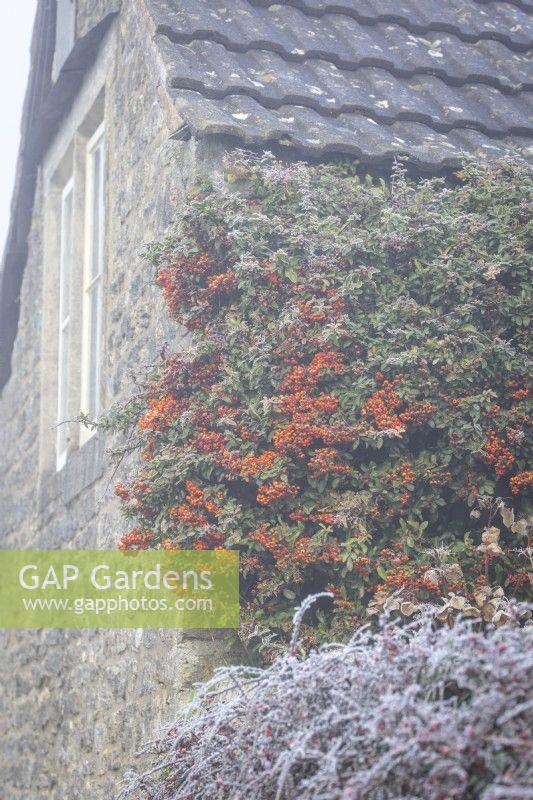 Pyracantha 'Orange Glow' AGM - Firethorn - on a cold frosty morning