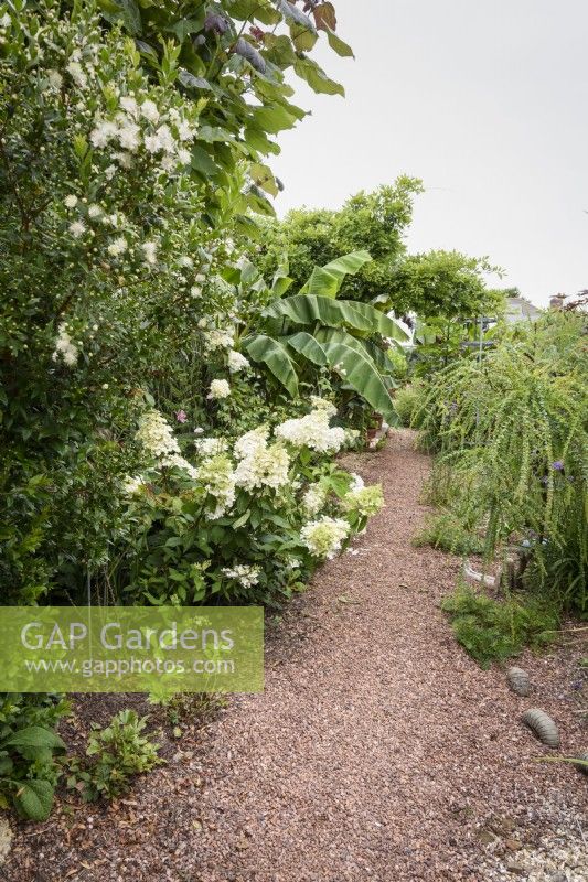 Gravel path between borders of bold foliage plants in August