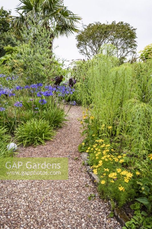 A gravel path between borders of lush planting in August

