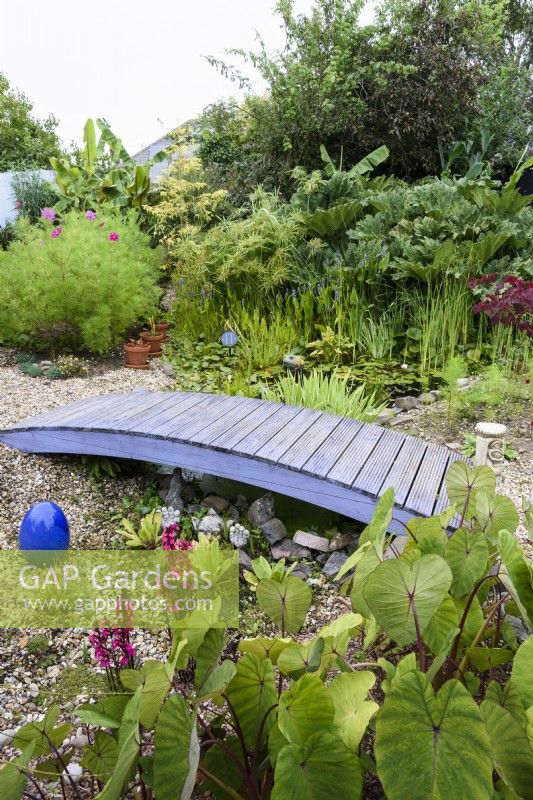 Blue painted wooden bridge in a gravel garden with pond and large leaved exotics in August