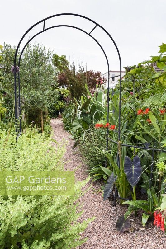 Metal arch over a gravel path through garden with large leaved and exotic looking plants including colocasias, eucomis and crocosmias in August
