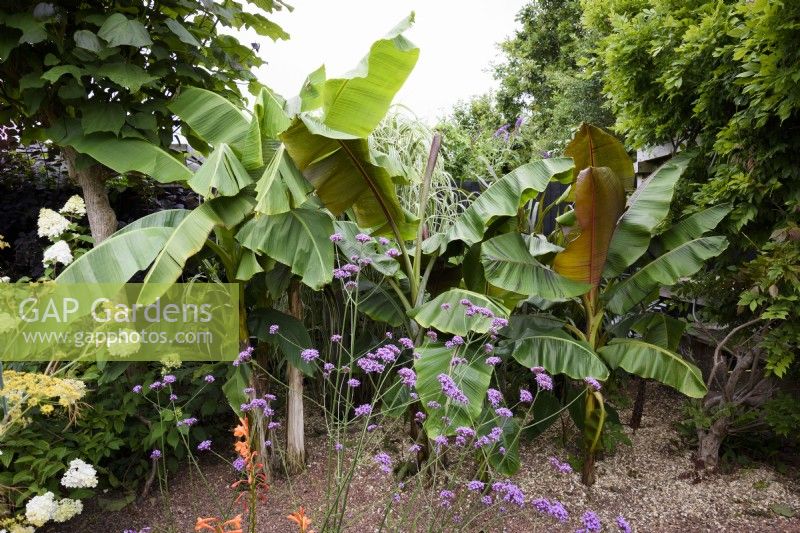 A grove of bananas, Musa basjoo, in August