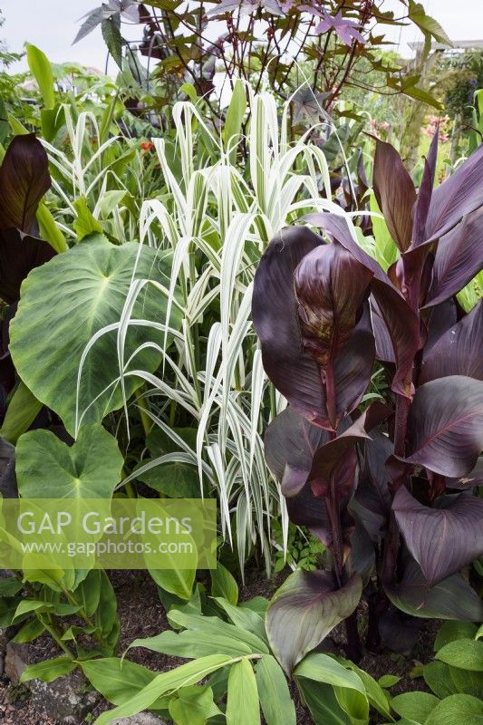 A mix of large foliage plants in August including dark canna, colocasias and variegated Arundo donax var. versicolor.