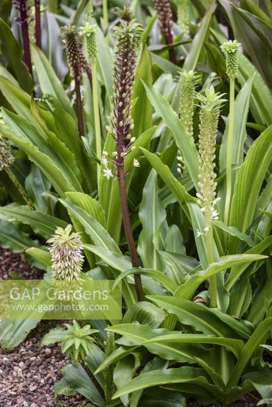 Bed of eucomis in August including E. comosa and E. bicolor