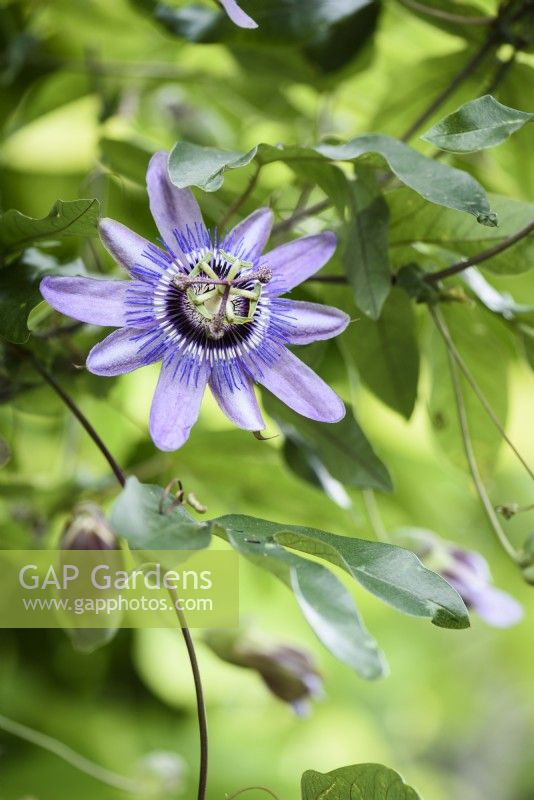 Passiflora 'Betty Myles Young' in August