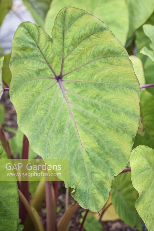 Colocasia 'Pink China' in August