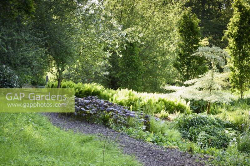 Path leading towards a bench in the bog garden at Old Rectory, Netherbury, Dorset in May with new leaves of ferns and rodgersias