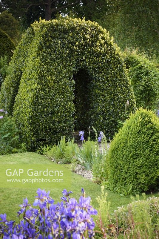 Clipped bay archway at the Old Rectory, Netherbury, Dorset in May, amongst clipped box and irises