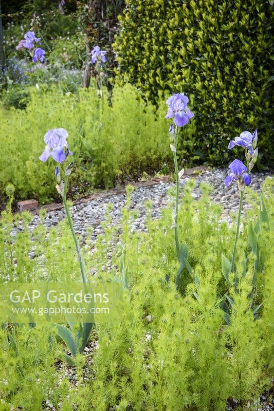 Pale blue bearded iris amongst love-in-a-mist in May