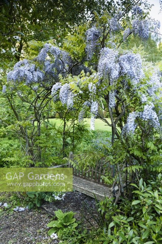 Wisteria floribunda 'Harlequin' trained over an arbour in May