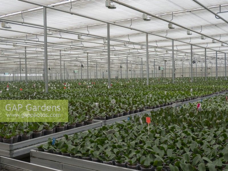 Potted Phalaenopsis orchids being grown on in a commercial nursery