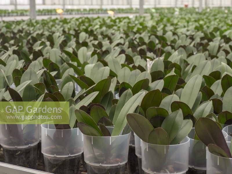 Potted Phalaenopsis orchids being grown on in a commercial nursery with individual plastic colars