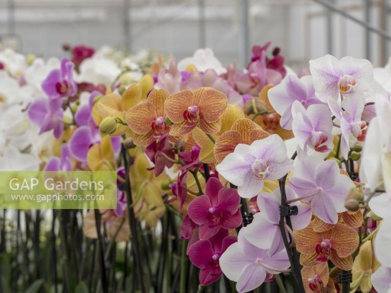 Phalaenopsis orchid crop in a commercial greenhouse, ready for sale