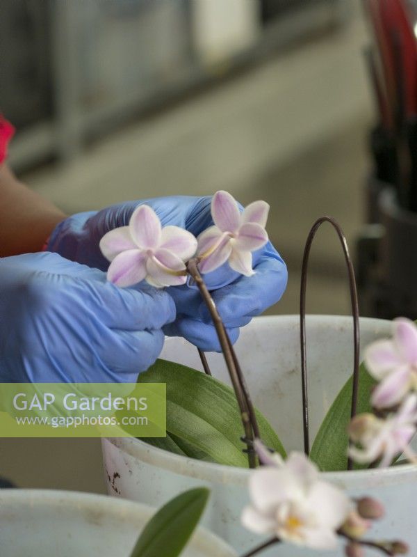 Clipping the Phalaenopsis orchid stems to hoops