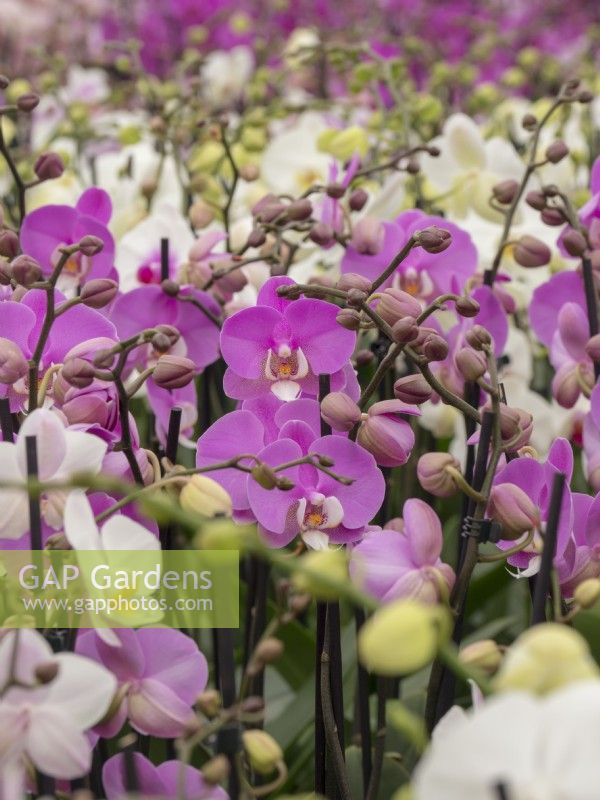 Large collection of Phalaenopsis orchid in flower