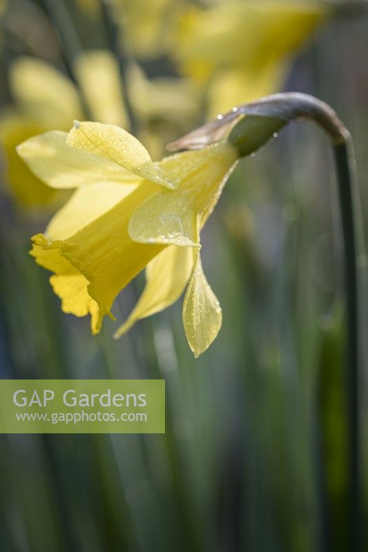 Narcissus 'February Gold'