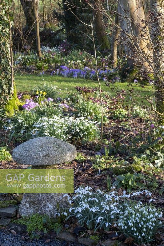 Galanthus 'Ketton' and Galanthus 'Sharlockii' next to a staddle stone