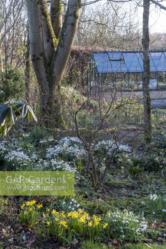 Narcissus 'Tete-A-Tete' with Snowdrops in spring garden