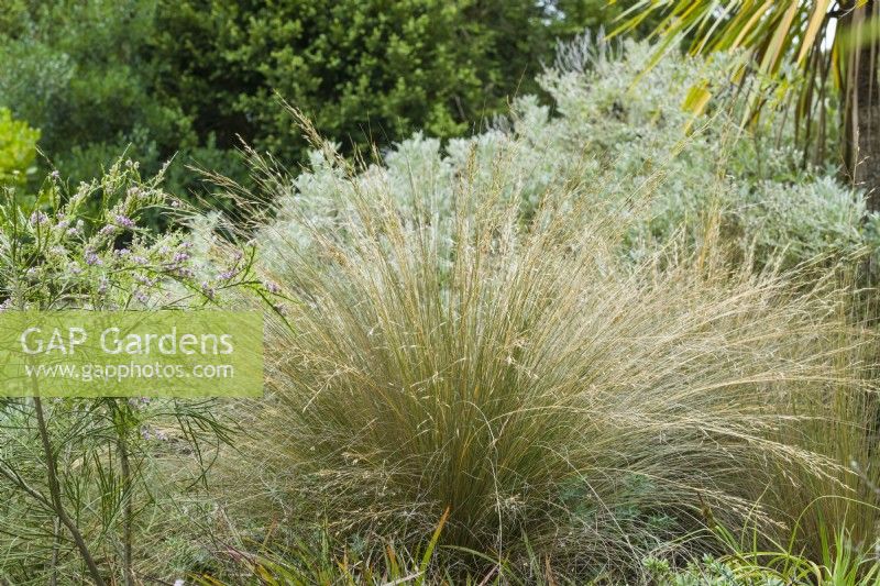 Chionochloa rubra - red tussock grass - July