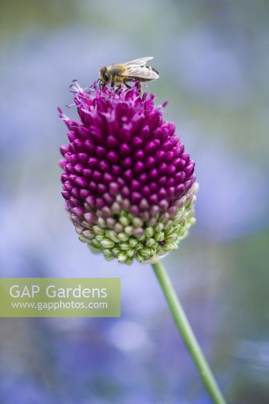 Allium sphaerocephalon - round-headed leek - with honey bee.
 July