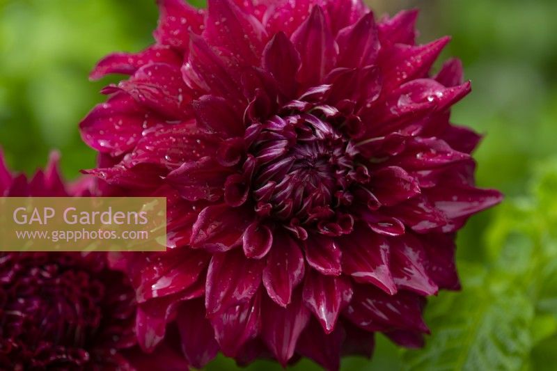 A large dark red decorative Dahlia covered with raindrops.