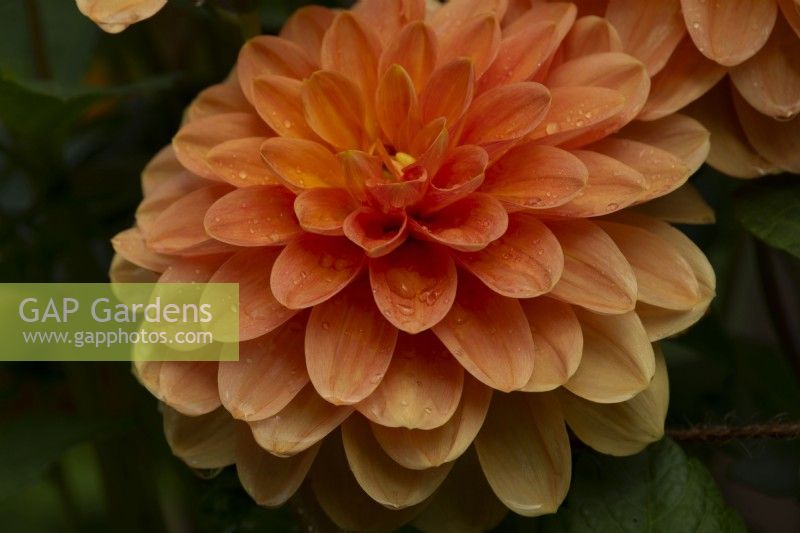 'Pam Howden' an orange water lily form Dahlia