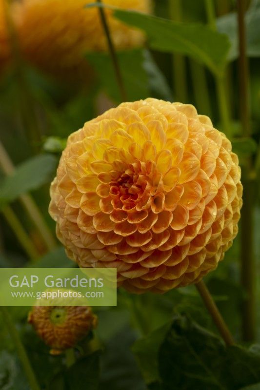 'Blyton Softer Gleam' a yellow orange ball form Dahlia