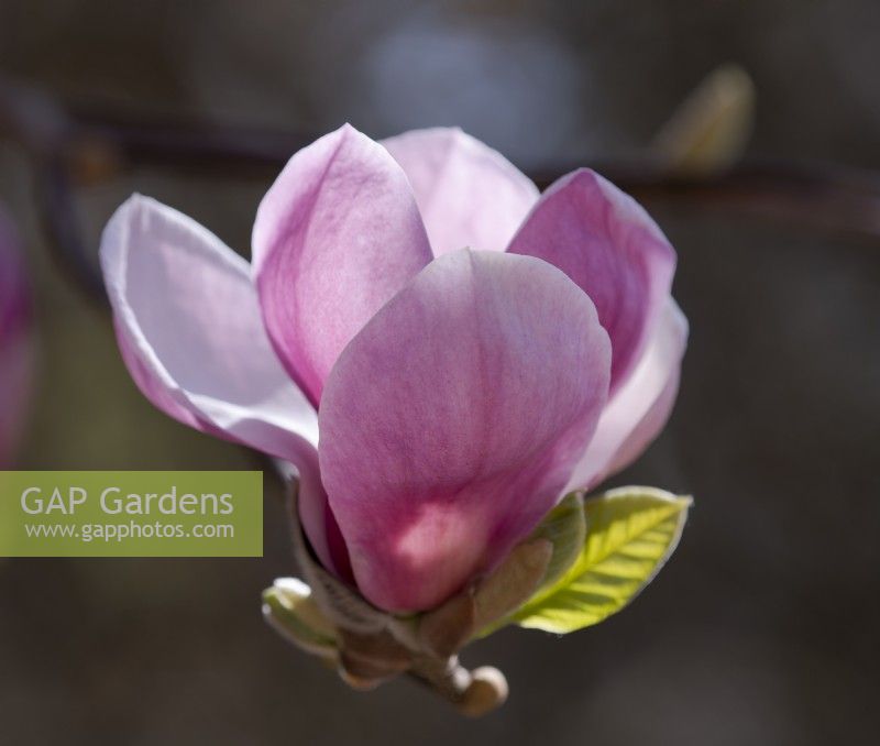A close-up of Magnolia soulangeana 'Triumphans' flowering in March