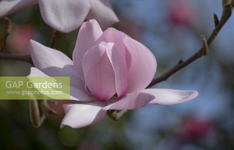Magnolia campbellii flowering in March