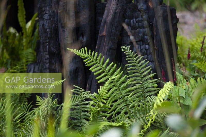 The Yeo Valley Organic Garden. Designed by Tom Massey, supported by Sarah Mead, Chelsea Flower Show 2021. Detail of ferns and the charred logs.