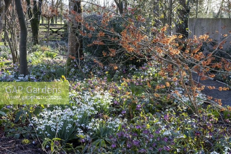 Hamamelis 'Aphrodite' above beds of Snowdrops and Hellebores in early spring garden