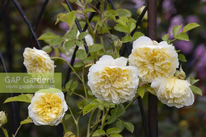 The soft yellow of the Pilgrim's Rose, a fragrant climbing rose, clambers up an archway in an NGS garden in Devon. July. Summer.
