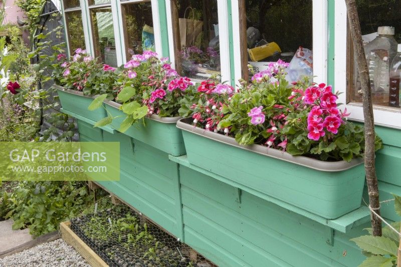 A potting shed is painted in a bright and cheerful turquoise colour with matching painted shelves and planters with contrasting pink flowers bringing an otherwise drab wooden shed to a colourful and bright focal point. July. Summer.
