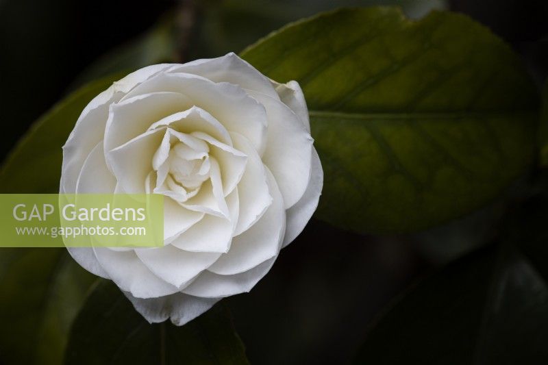 The creamy-white 'Alba Plena' flower stands out against the dark green foliage and is one of the oldest camellias in cultivation. 