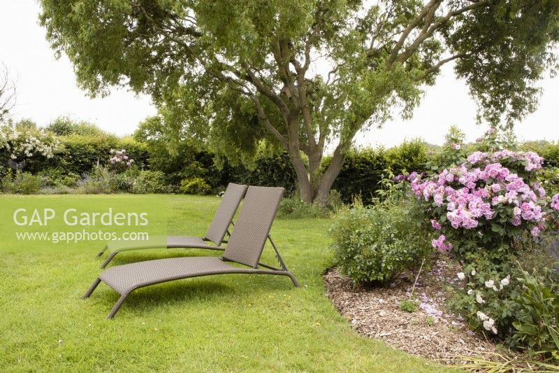 Two loungers sit on a lawn in a garden in Devon, offering a place to rest and enjoy the garden. Westclyst Barnyard. An NGS garden. July. Summer.