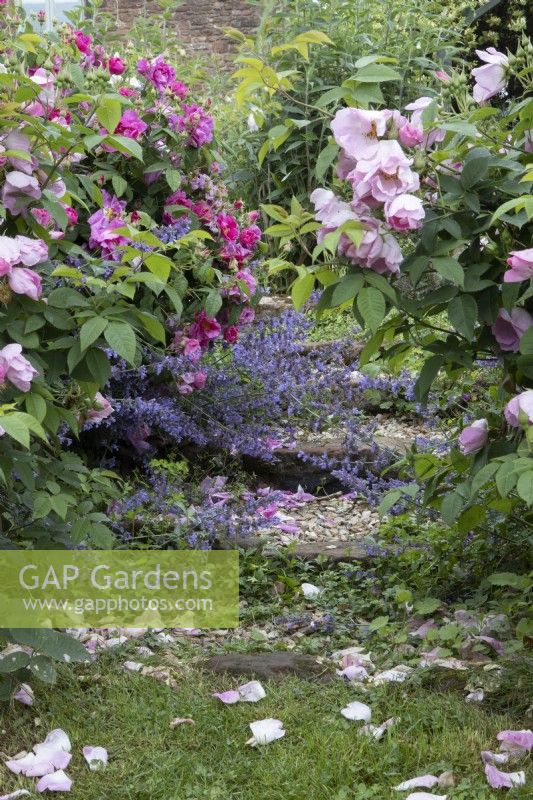 Roses and catmint soften the edges of steps in a cottage garden style of planting. Westclyst Barnyard, Devon. An NGS garden. July. Summer.