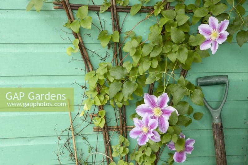 Clematis 'Nelly Moser' trained up a natural plant support on a painted wooden shed. July. Summer. 