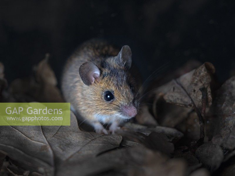 Wood Mouse Apodemus sylvaticus in oak leaves Winter